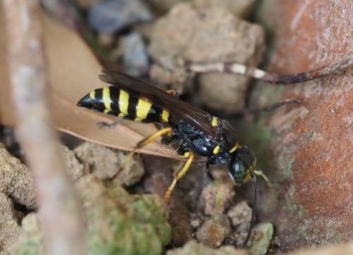 Gorytes sp.